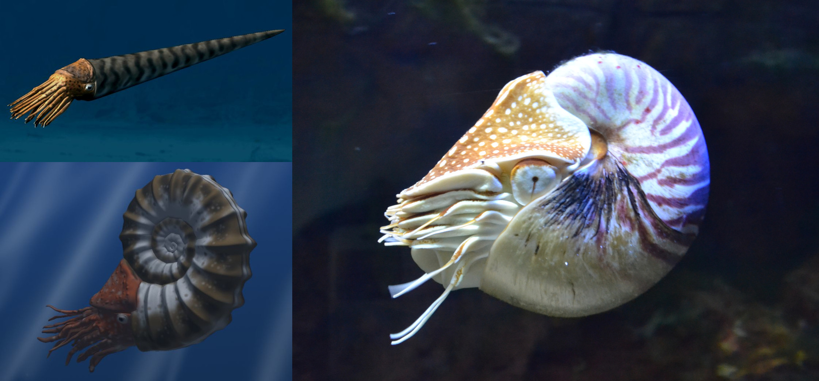 En haut à gauche : un orthocère, en bas à gauche : une ammonite Asteroceras obtusum (images : CC-BY, Nobu Tamura, Wikimedia Commons), à droite : un nautile Nautilus pompilius (image : domaine public, Wikimedia Commons)