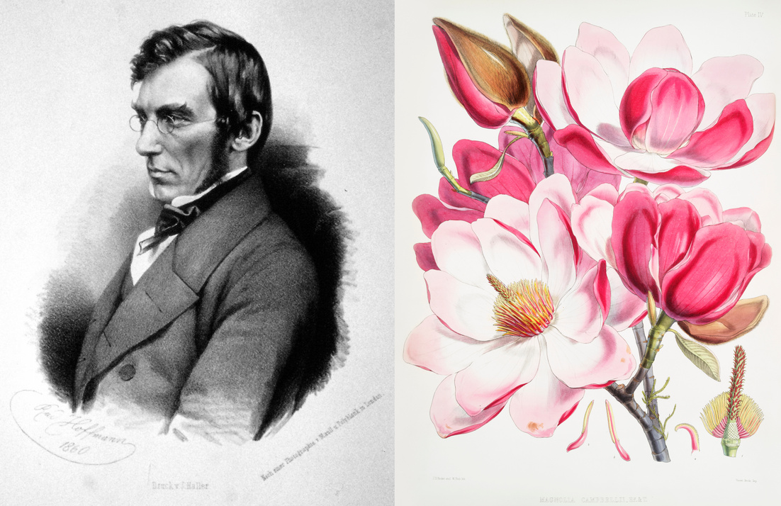 Joseph Dalton Hooker en 1860, lithographie de Rudolf Hoffmann (image : domaine public, Wikimedia Commons), Magnolia campbellii, illustration de Hooker (image : CC-BY-SA 4.0, Rawpixel, Wikimedia Commons)