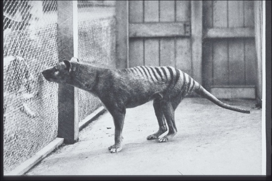 Un des derniers thylacines, en captivité au zoo d’Hobart en Australie, vers 1928 (image : domaine public, Wikimedia Commons)
